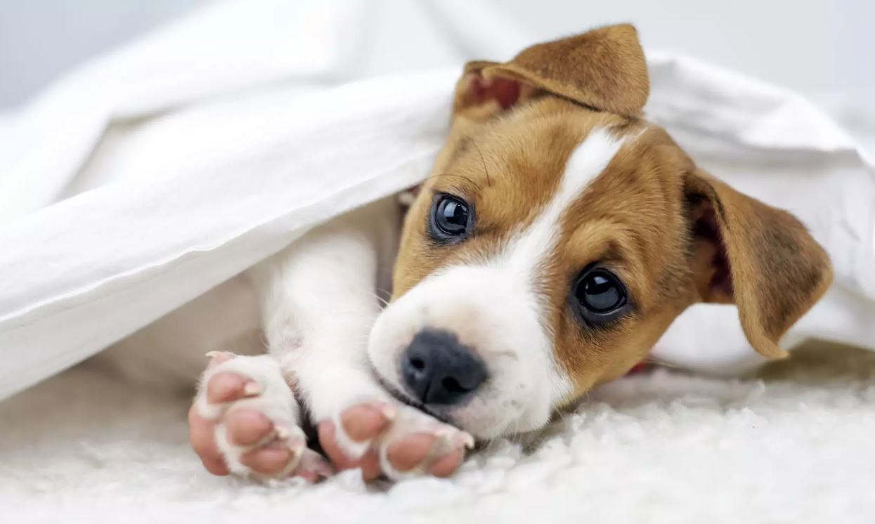 Cachorro e sa�de do cora��o