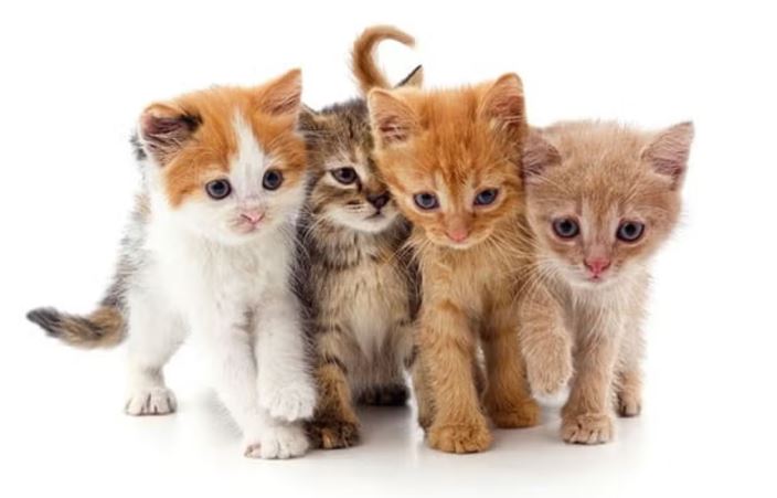 Origem dos gatos dom�sticos